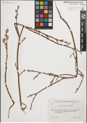 Foto von Salix iliensis Regel